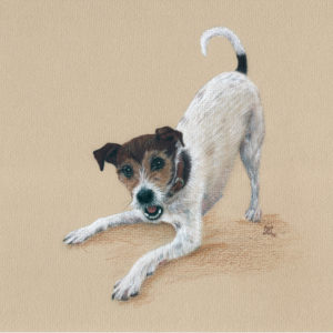 Jack Russel in coloured charcoal