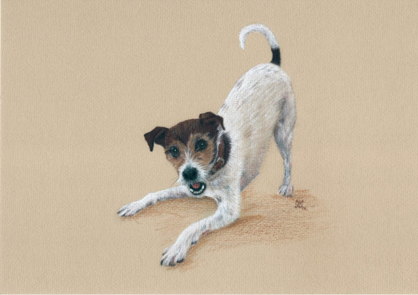 Jack Russel in coloured charcoal