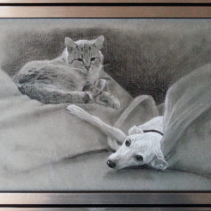 Cat with Italian Greyhound in charcoal