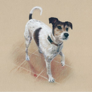 Jack Russel in coloured charcoal