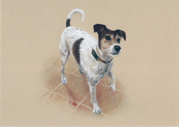 Jack Russel in coloured charcoal