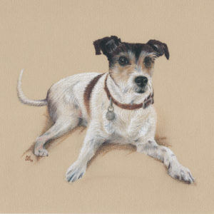 Jack Russel in coloured charcoal