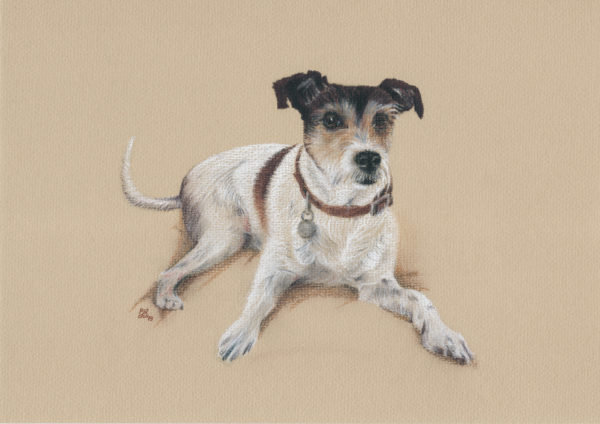 Jack Russel in coloured charcoal