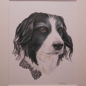 Border collie in coloured pencil