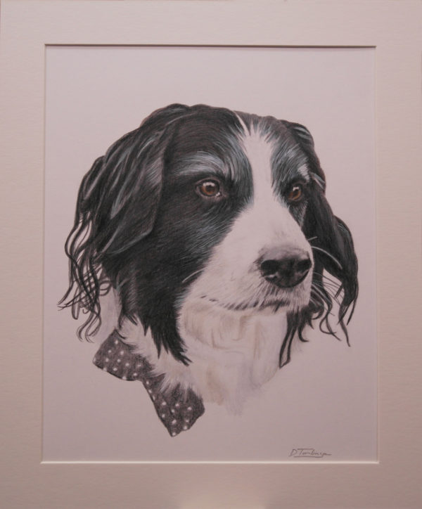Border collie in coloured pencil