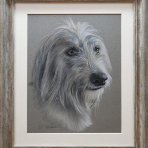 Lurcher in coloured pencil