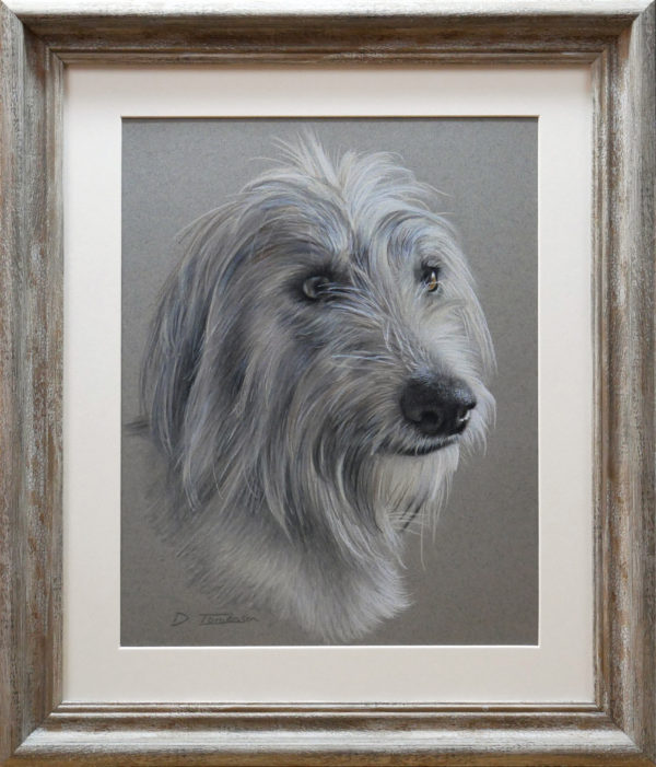 Lurcher in coloured pencil