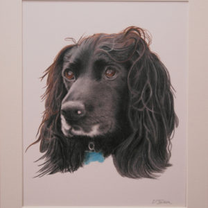 Boykin Spaniel in coloured pencil