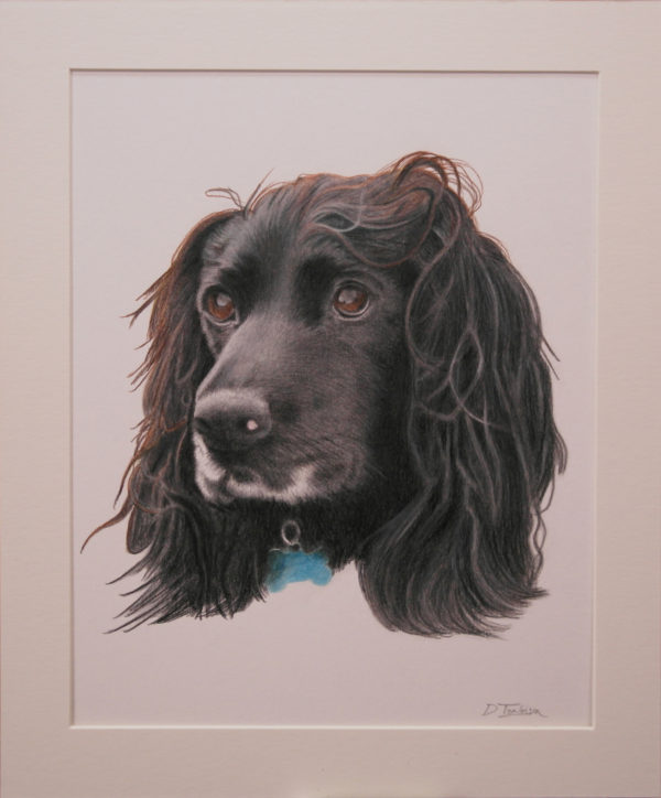 Boykin Spaniel in coloured pencil