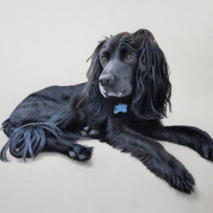 Boykin spaniel in coloured pencil