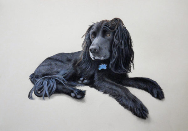 Boykin spaniel in coloured pencil