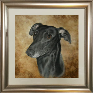 Greyhound in coloured pencil