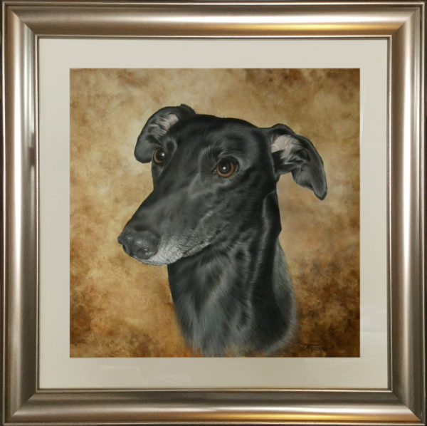 Greyhound in coloured pencil