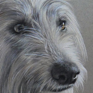 Coloured Pencil