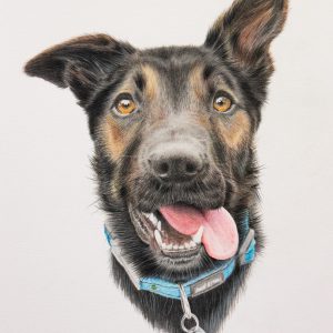 Pencil portrait of a border collie