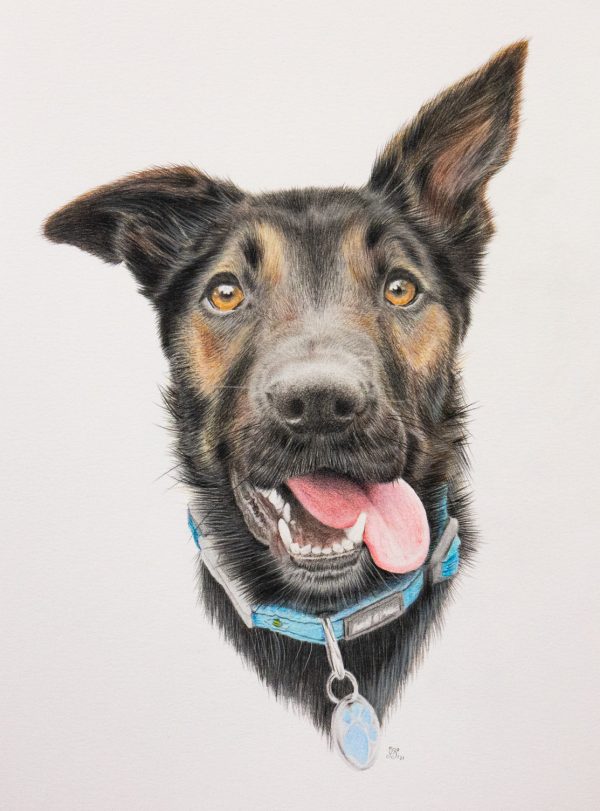 Pencil portrait of a border collie
